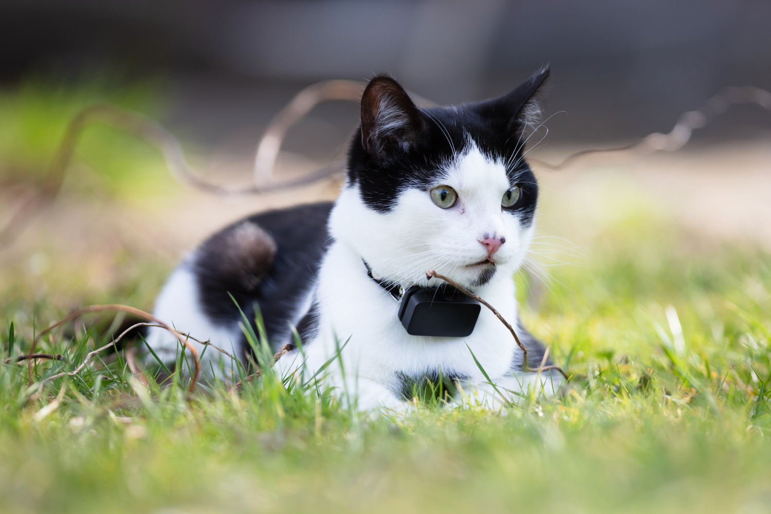 Wat is de beste gps tracker kat? [Test juni 2024]